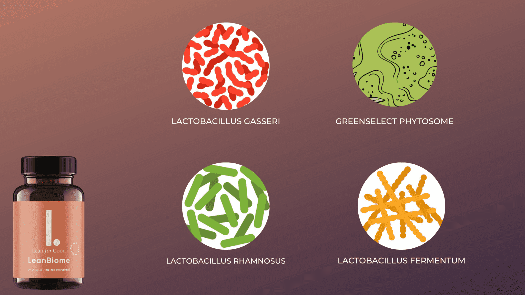 LeanBiome Ingredients
